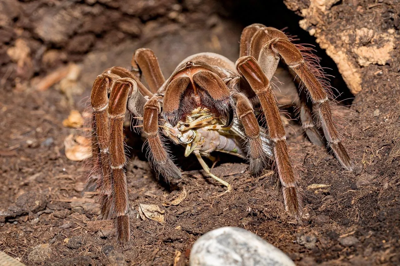 14970 tarantula eating mealworm