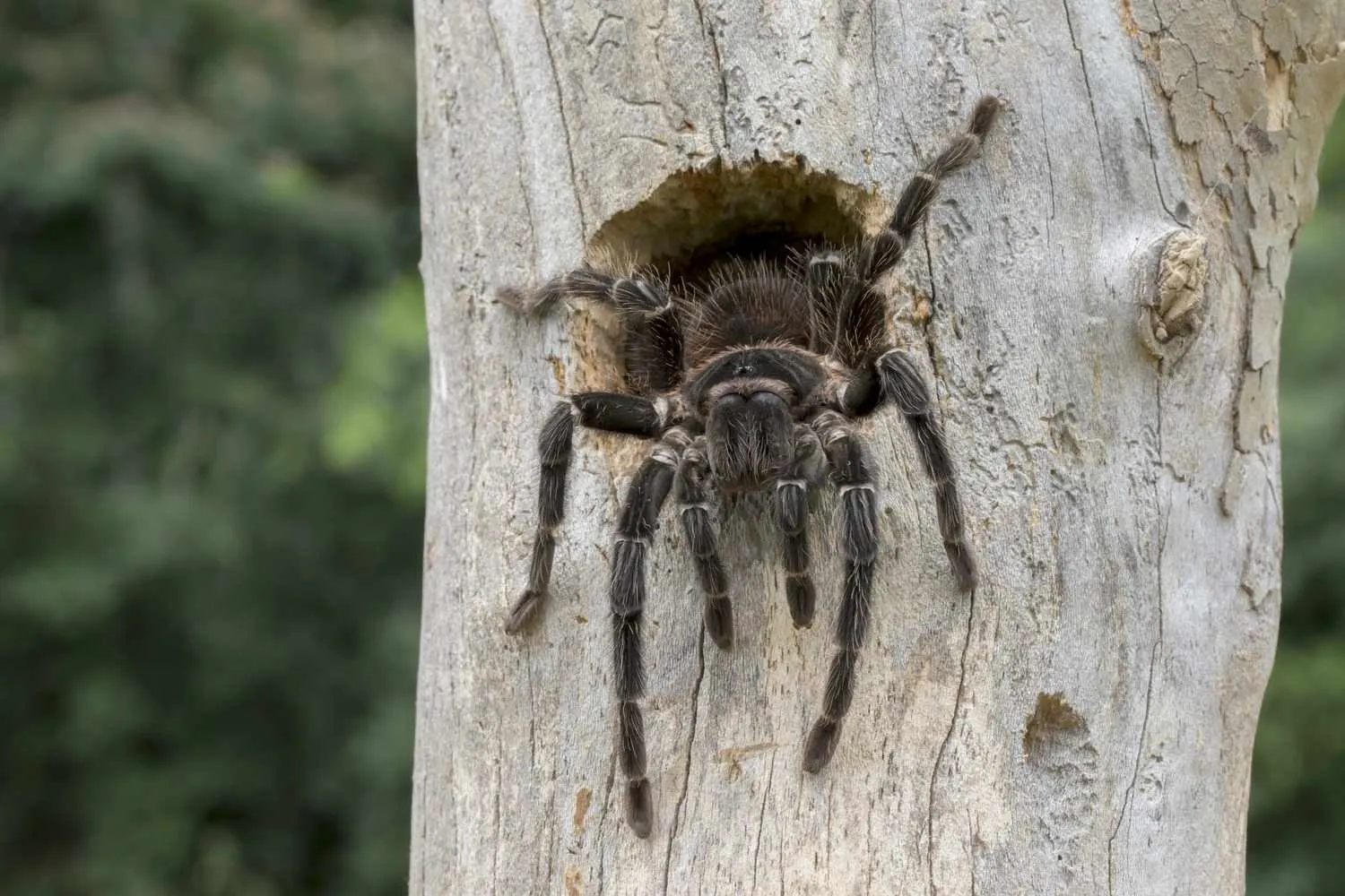 /img/14970-tarantula-feeding-roach.webp