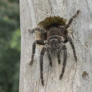 /img/14970-tarantula-feeding-roach.webp
