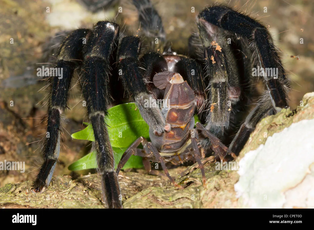 14970 tarantula feeding schedule