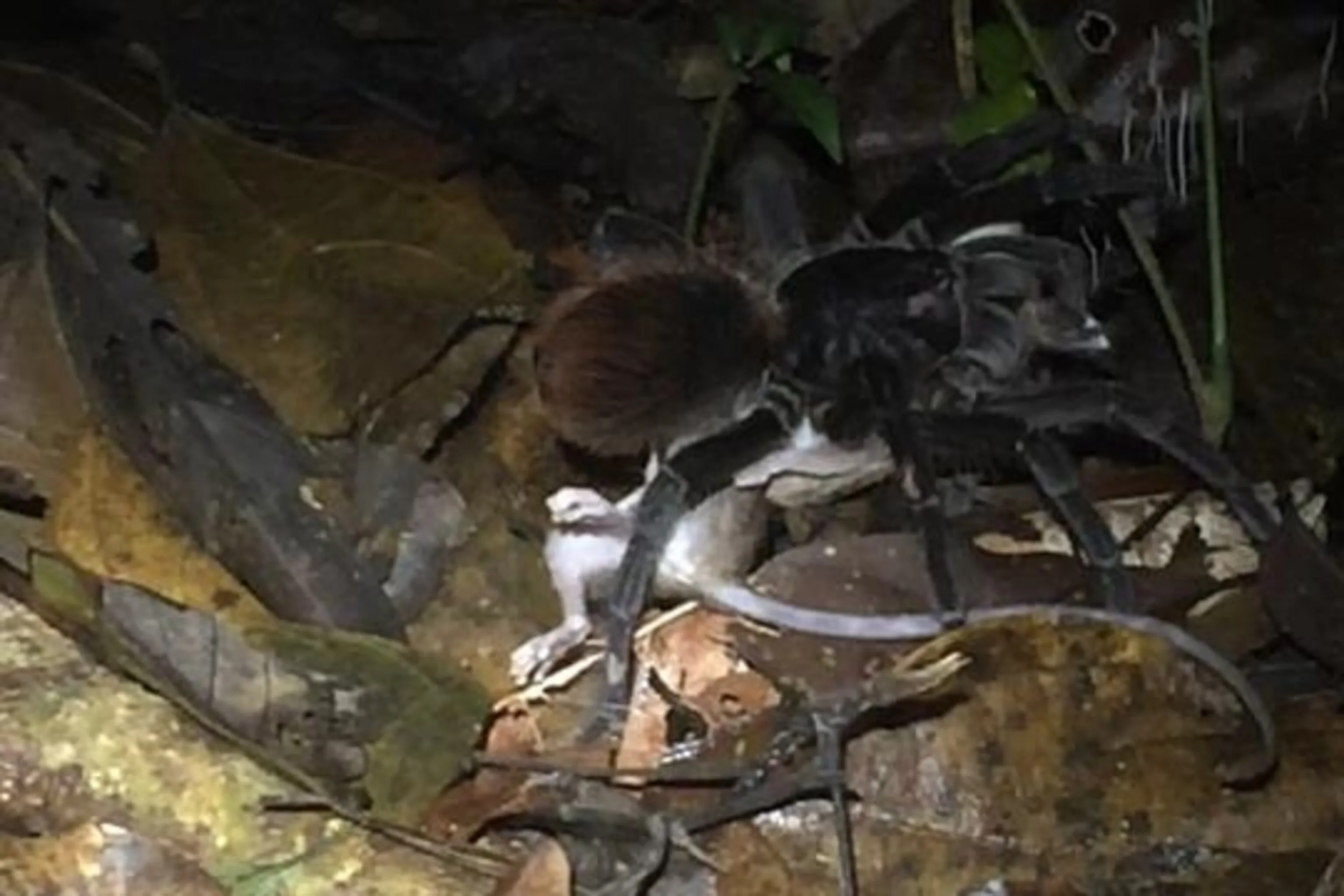 14970 tarantula water dish