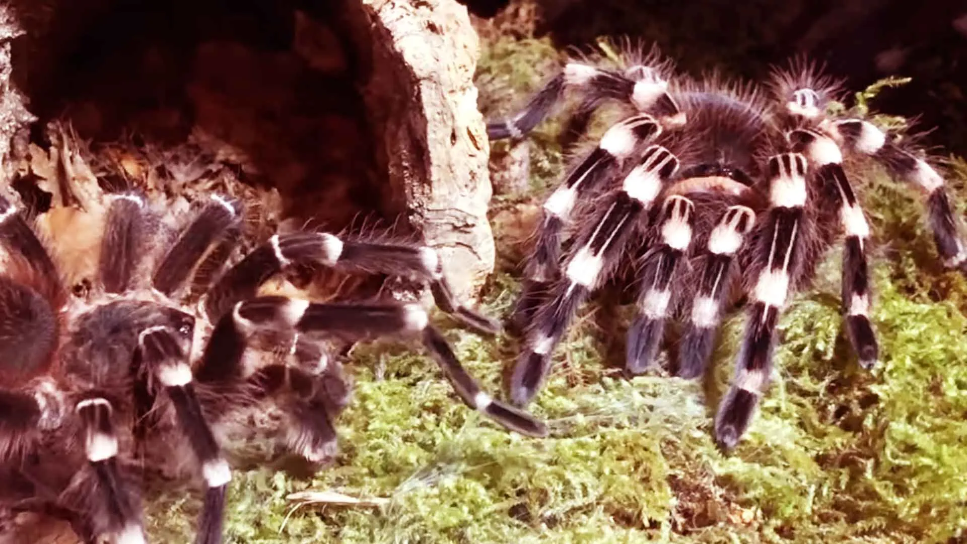 14971 brazilian black and white knee tarantula enclosure