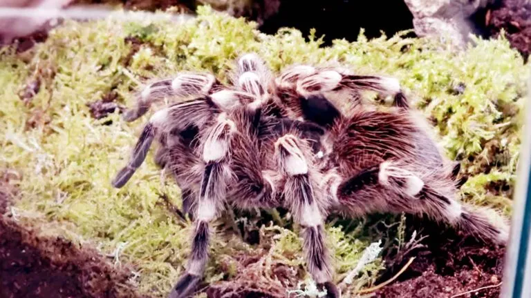 14971 brazilian black and white knee tarantula feeding
