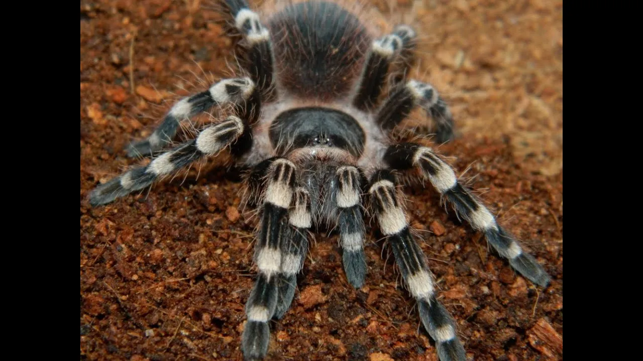 14971 brazilian black and white knee tarantula habitat