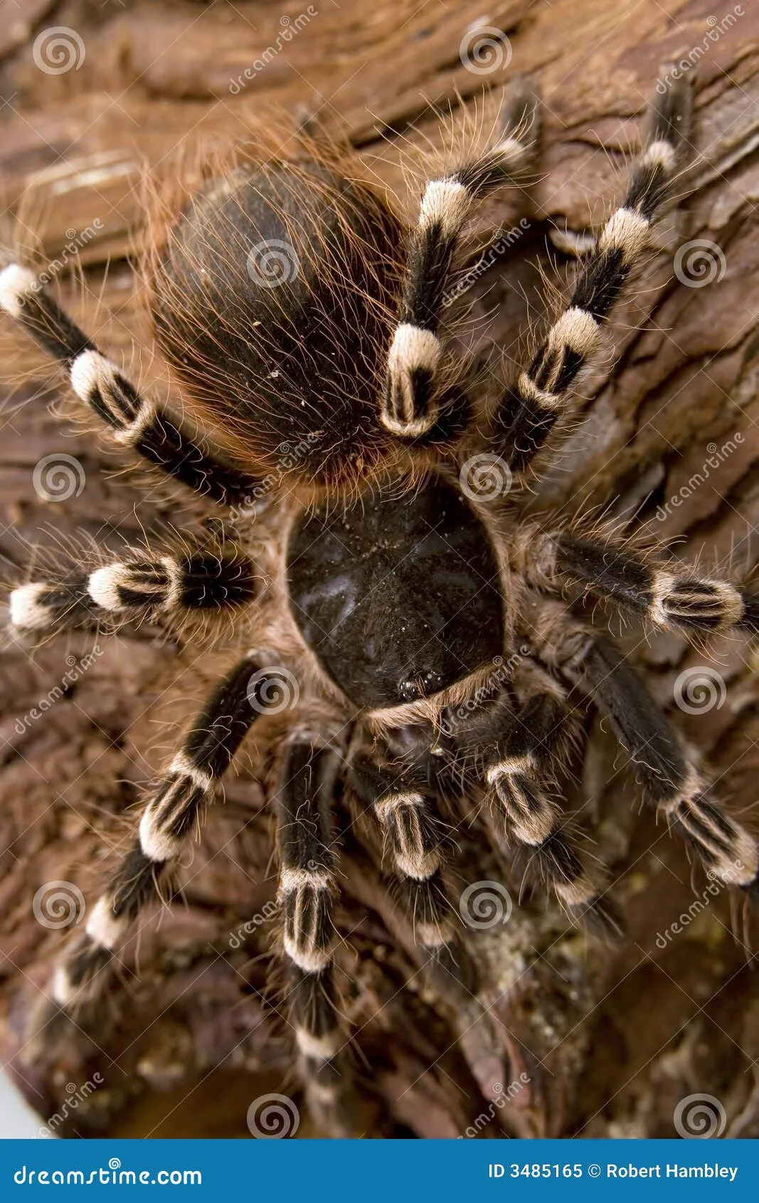 14971 brazilian black and white knee tarantula handling