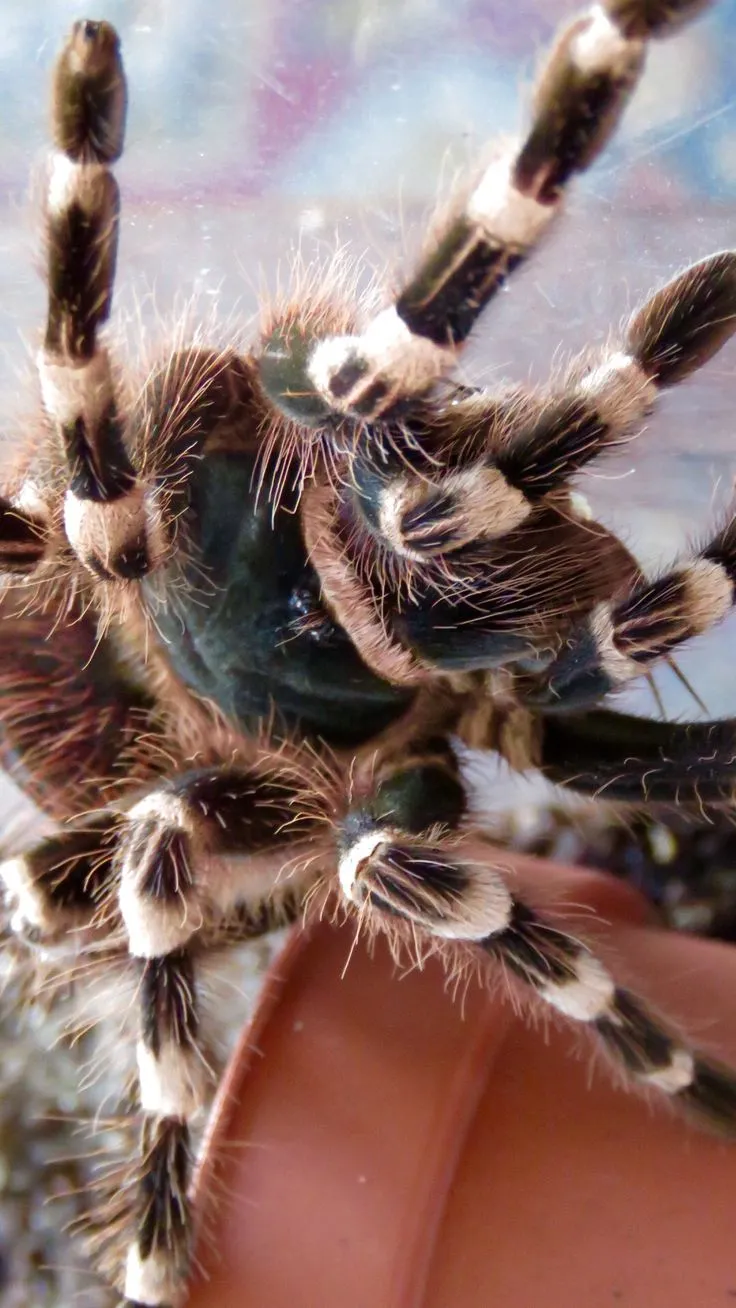 14971 brazilian black and white knee tarantula hiding place