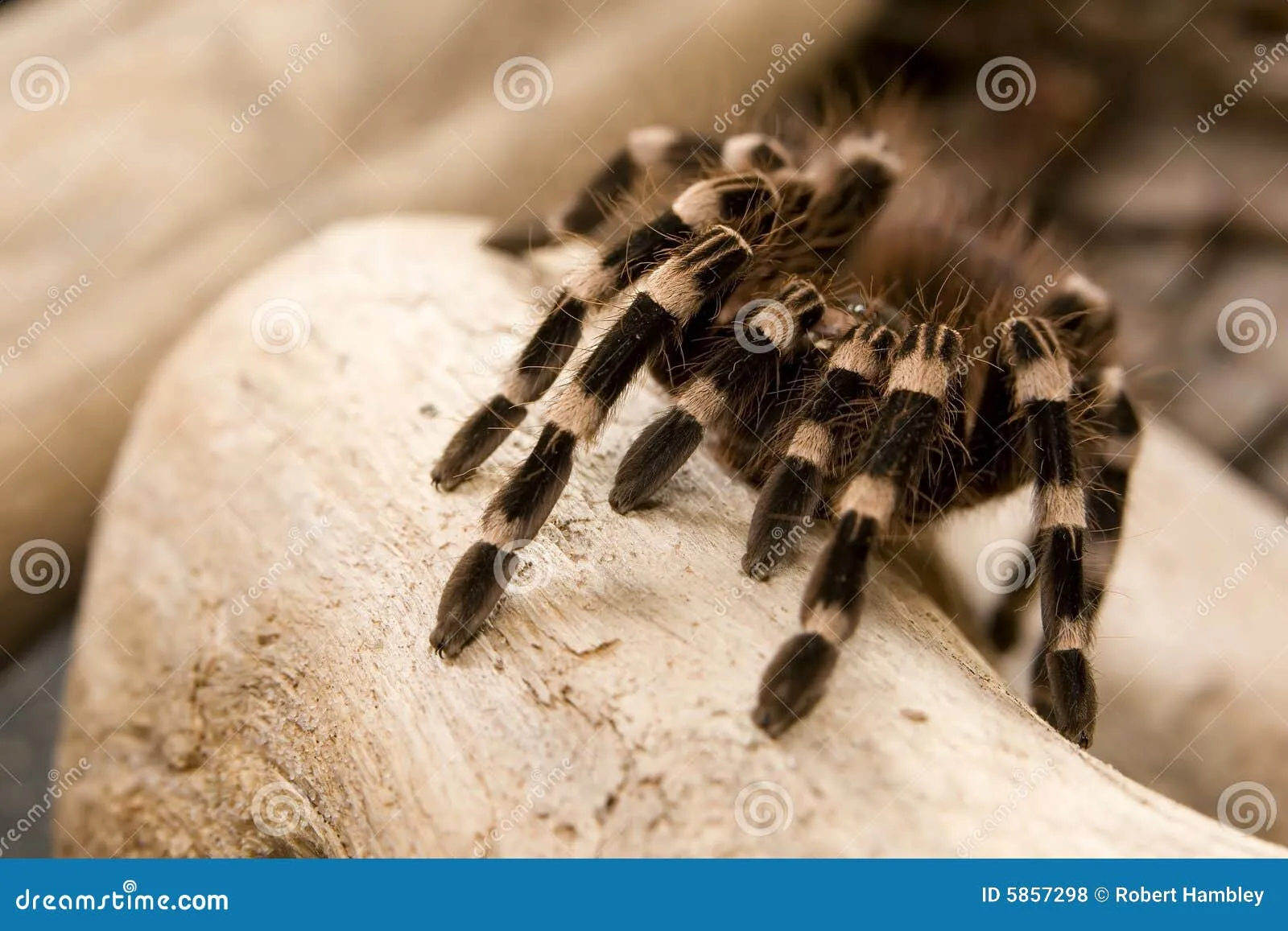 /img/14971-brazilian-black-and-white-knee-tarantula-molting.webp