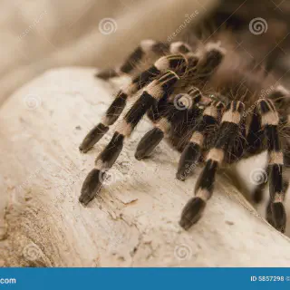 /img/14971-brazilian-black-and-white-knee-tarantula-molting.webp