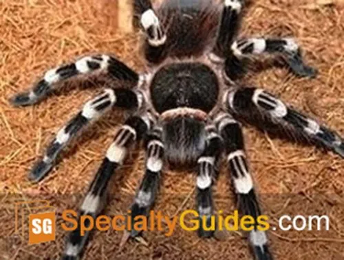 14971 brazilian black and white knee tarantula substrate
