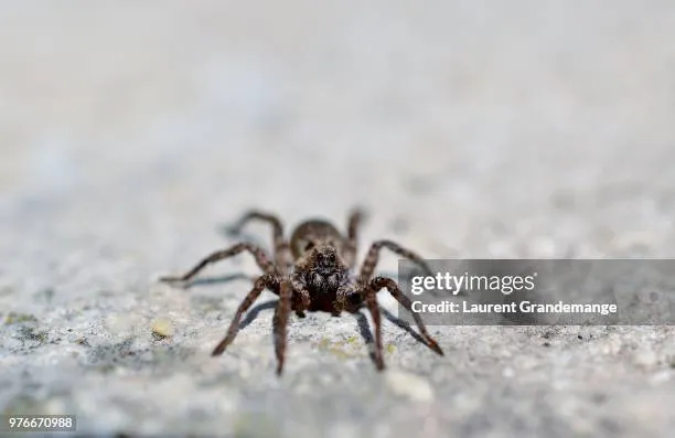 14972 lycosa tarantula appearance