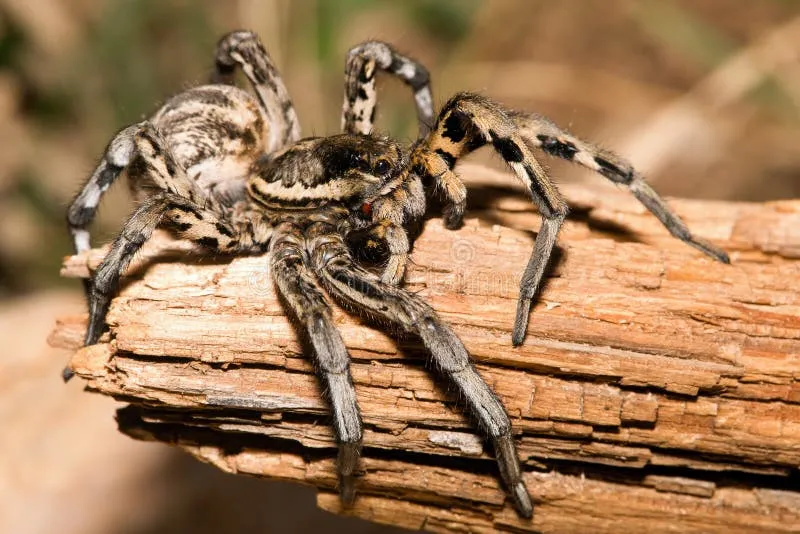 14972 lycosa tarantula breeder