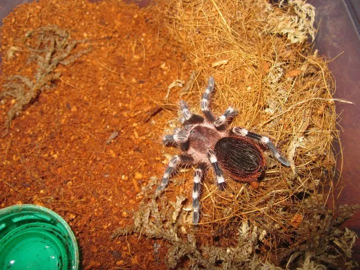 14972 lycosa tarantula habitat