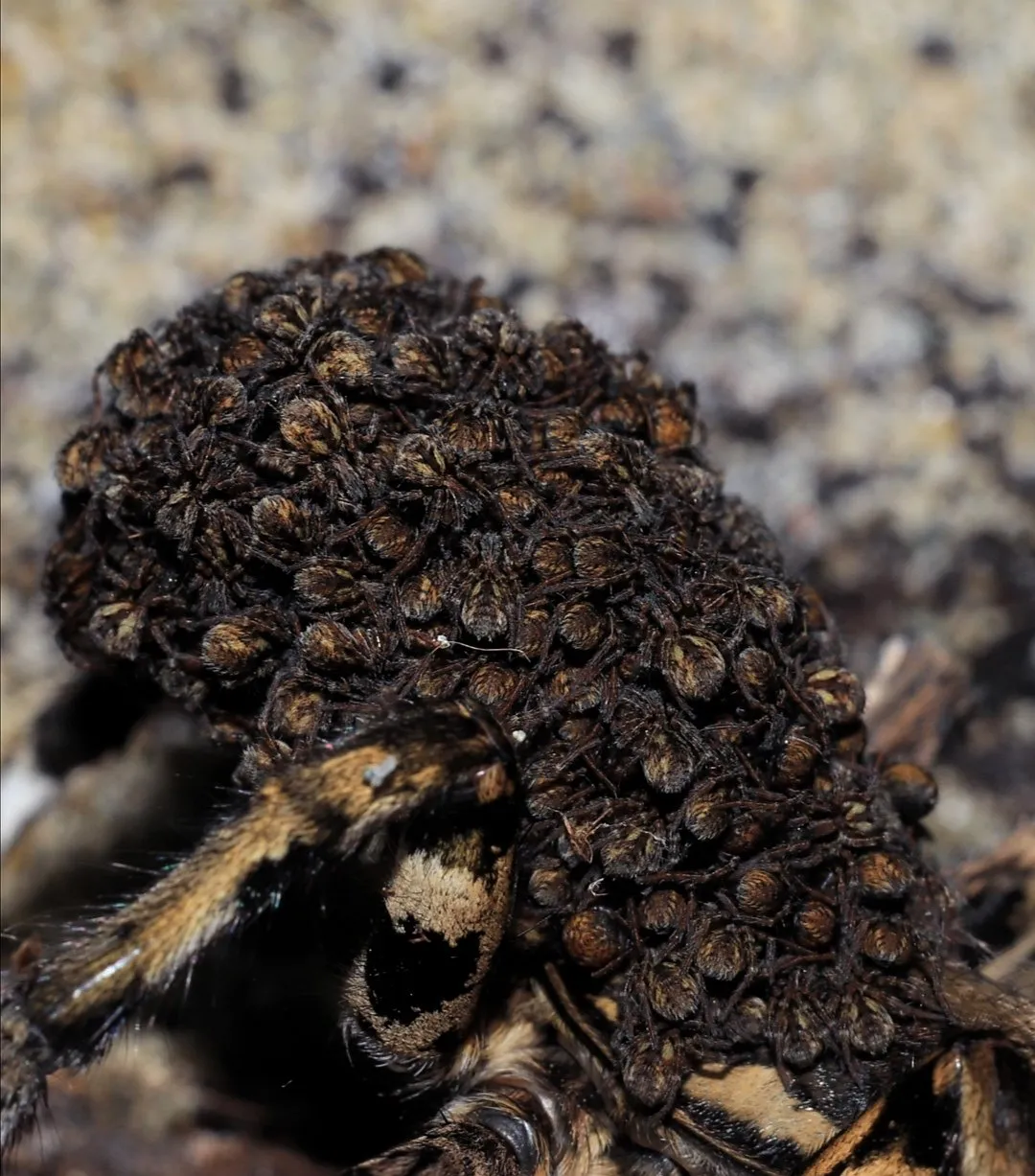 14972 lycosa tarantula overview