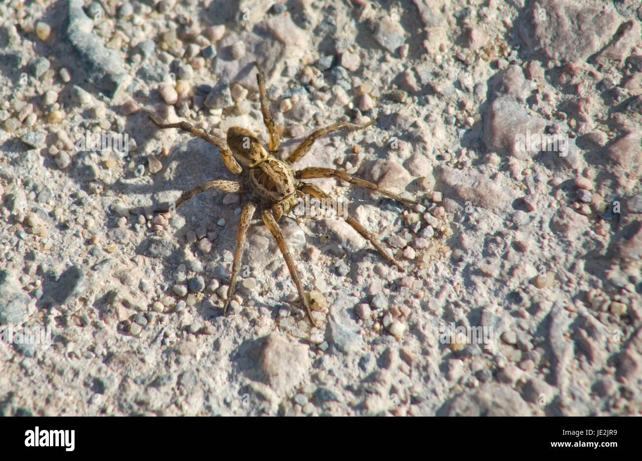/img/14972-tarantula-habitat-care.webp