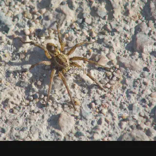 /img/14972-tarantula-habitat-care.webp