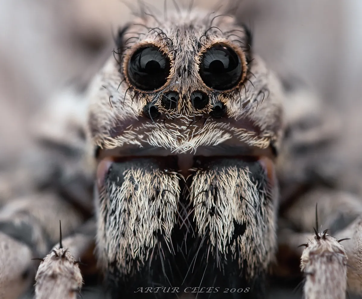 14972 tarantula nocturnal hunter