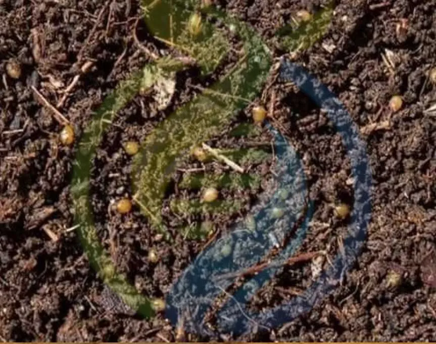 14974 tarantula feeding 5