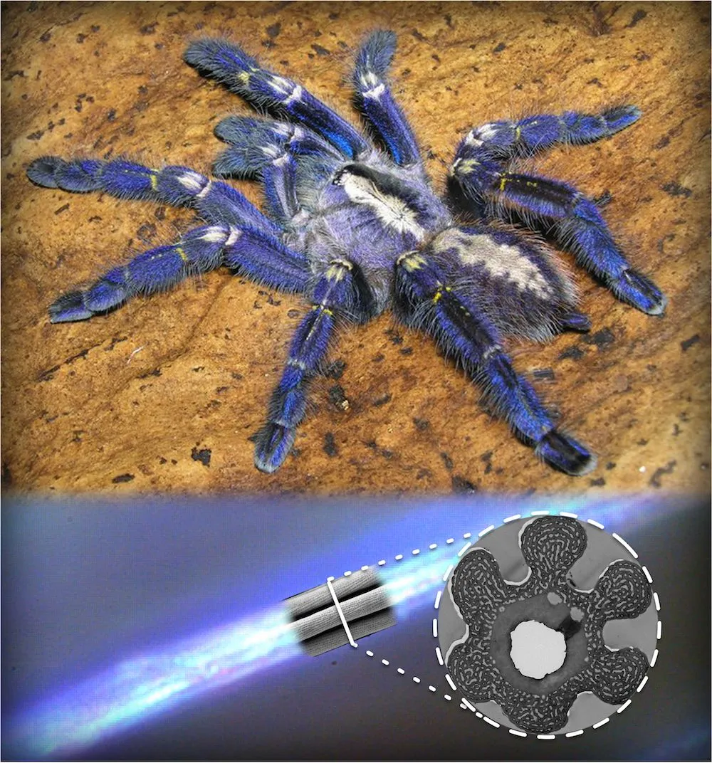 /img/14976-blue-glowing-tarantula-behavior.webp