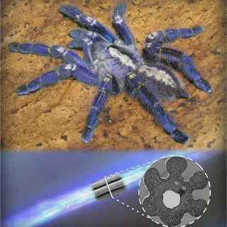 /img/14976-blue-glowing-tarantula-behavior.webp