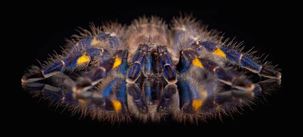 14976 blue glowing tarantula conservation