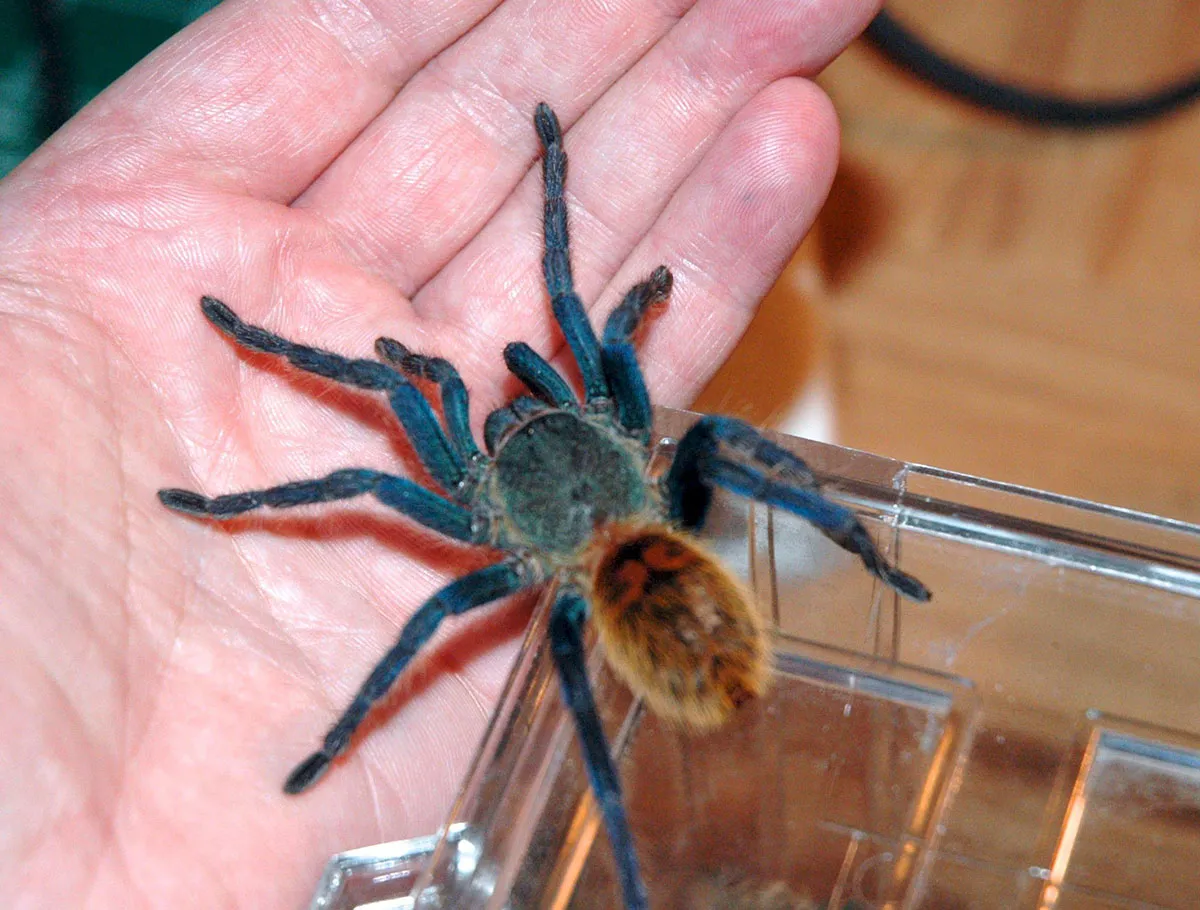 14976 blue glowing tarantula discovery