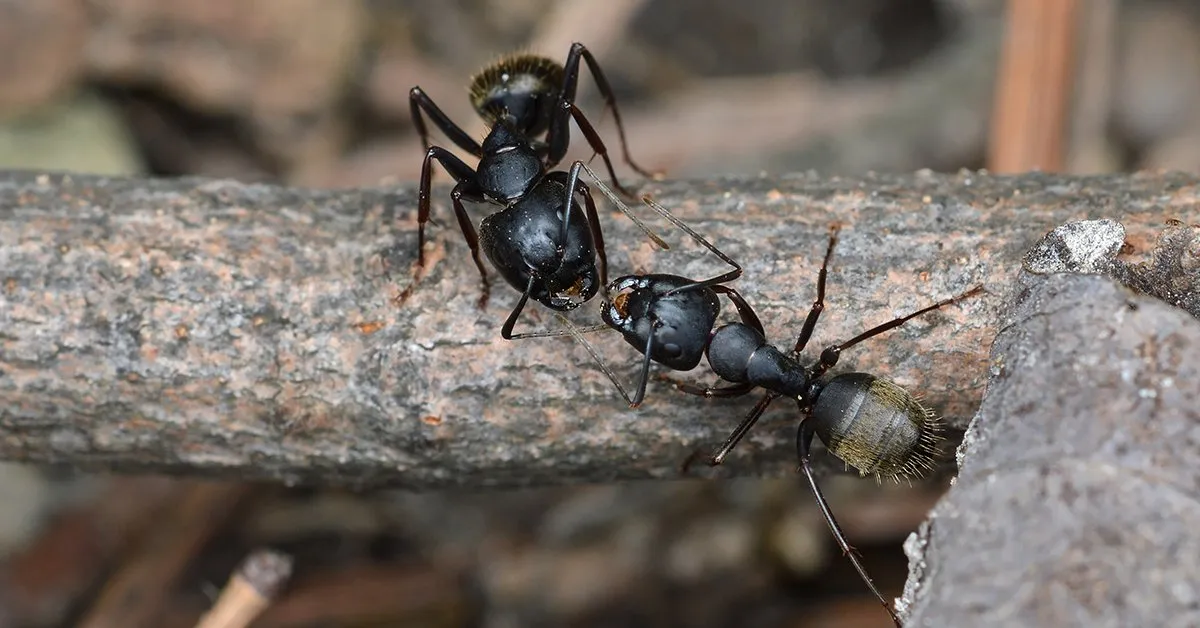 /img/14977-ant-control-hilversum.webp