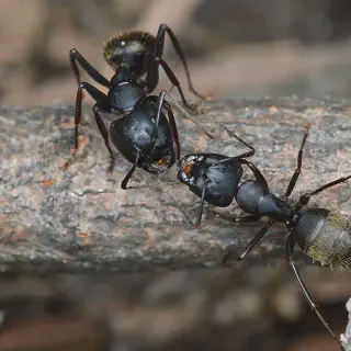 /img/14977-ant-control-hilversum.webp
