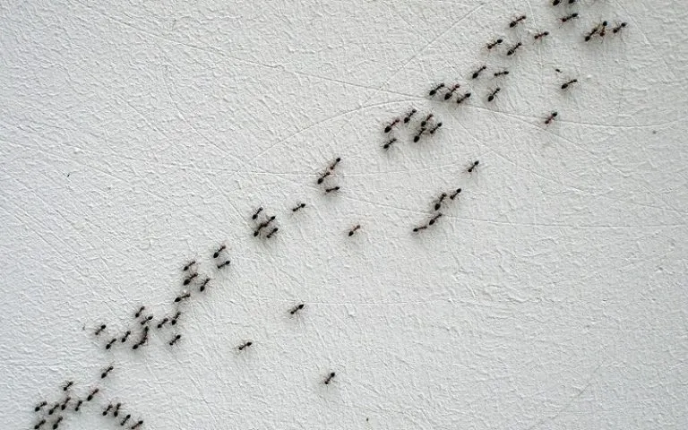 14977 ant species hilversum