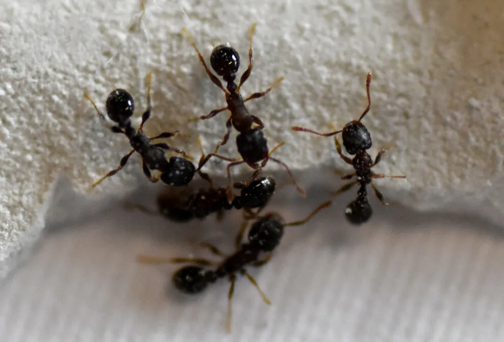 14977 natural ant repellents