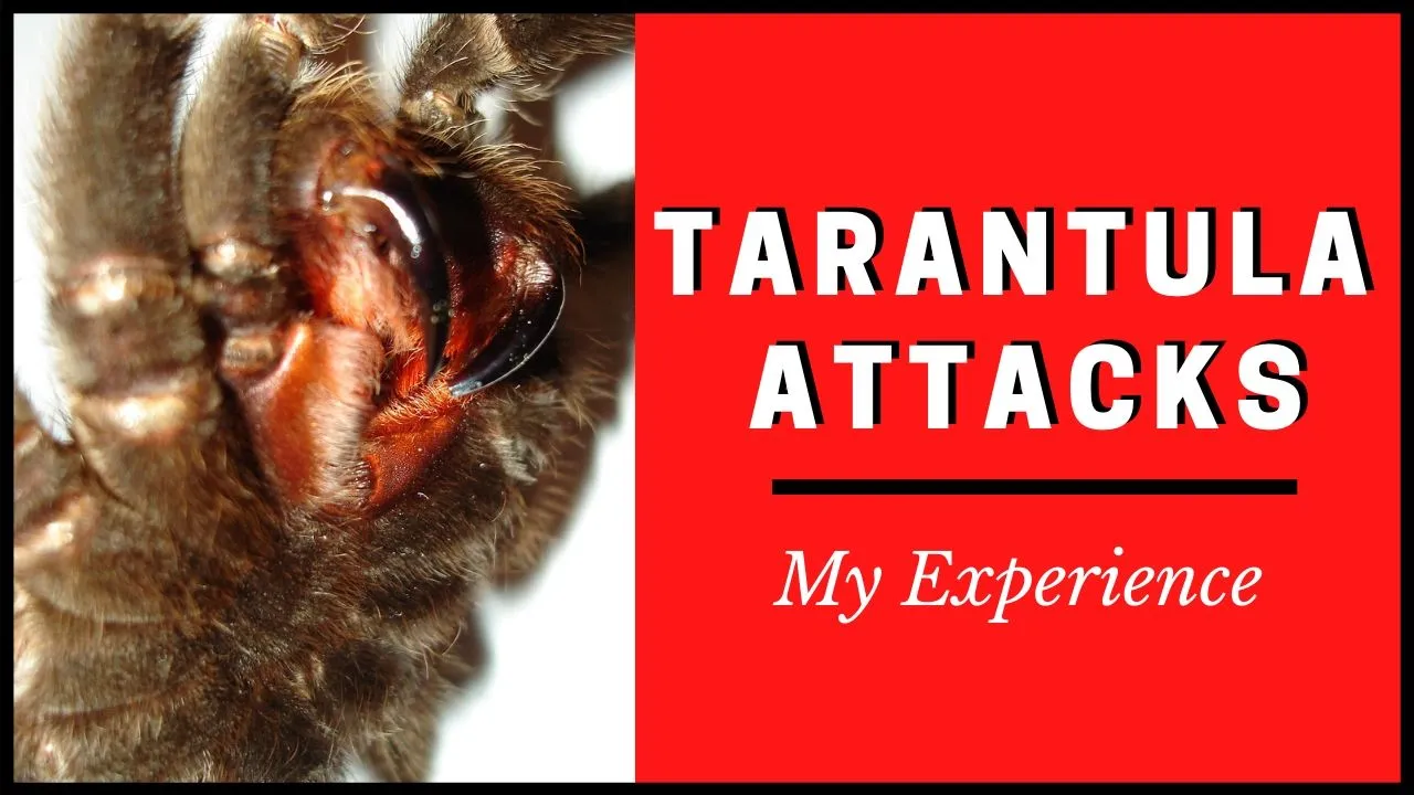 14977 tarantula hilversum