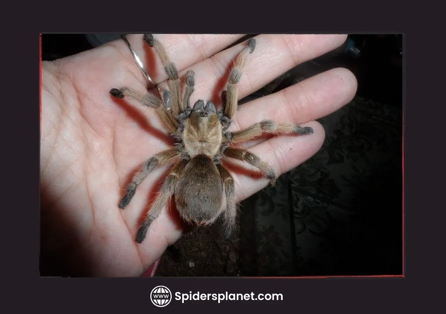 14977 tarantula injured