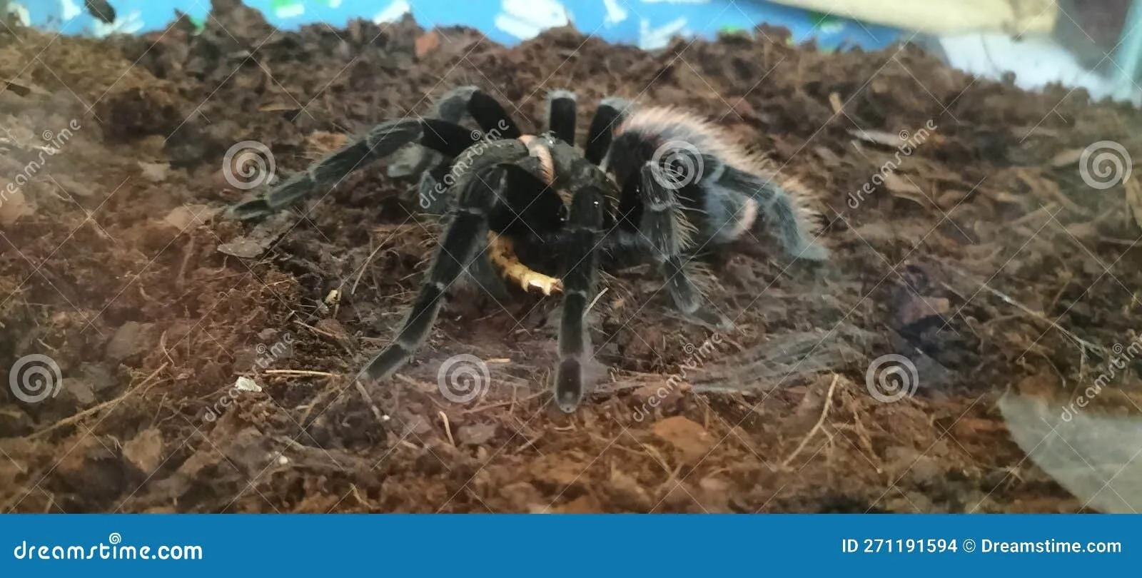 14978 healthy tarantula