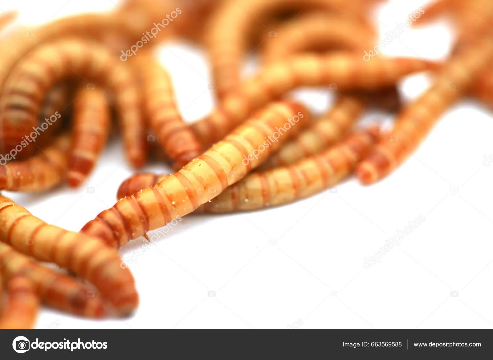 14978 live mealworms