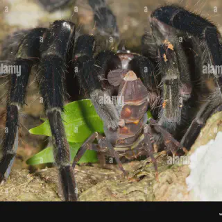 /img/14978-tarantula-feeding-problems.webp