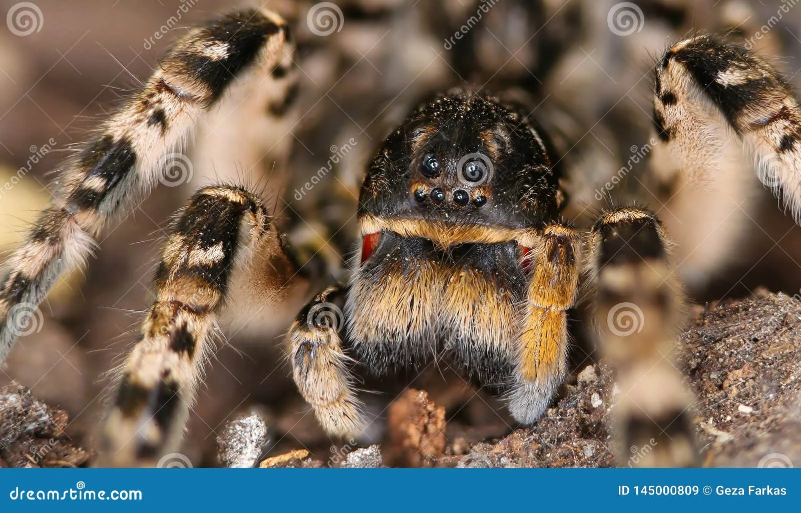 14979 tarantula bite
