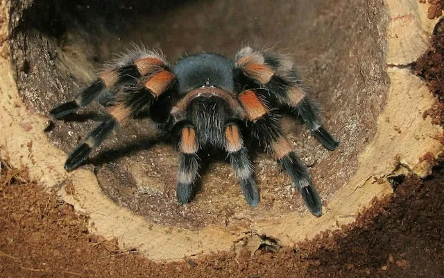 /img/14979-tarantula-habitat.webp