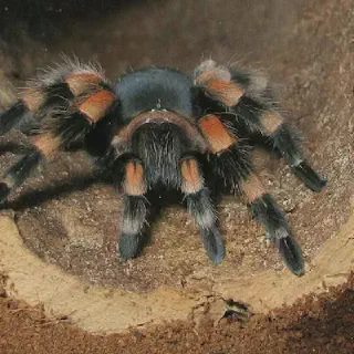 /img/14979-tarantula-habitat.webp