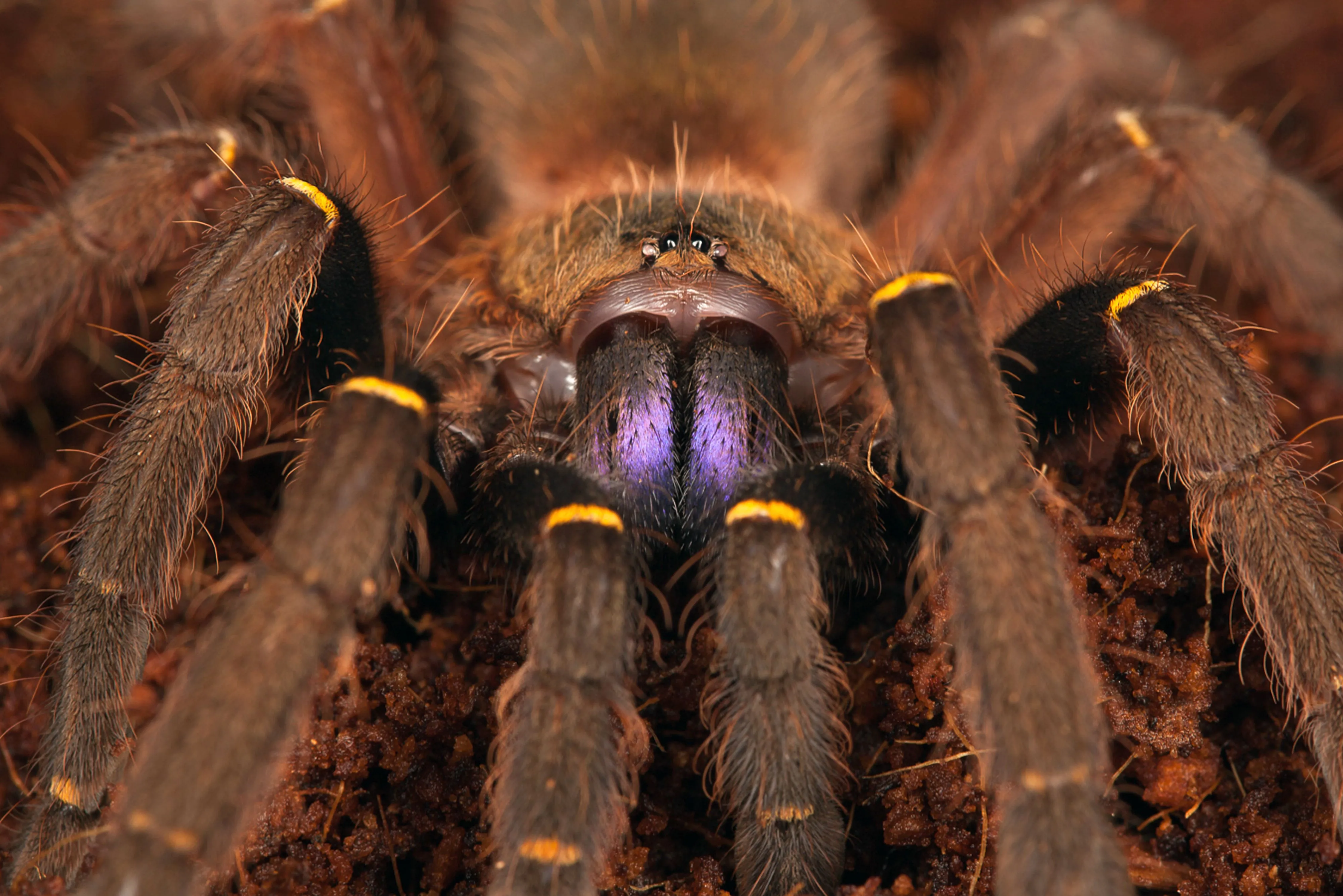 14979 tarantula handling