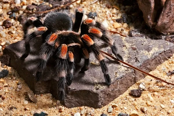 14979 tarantula venom
