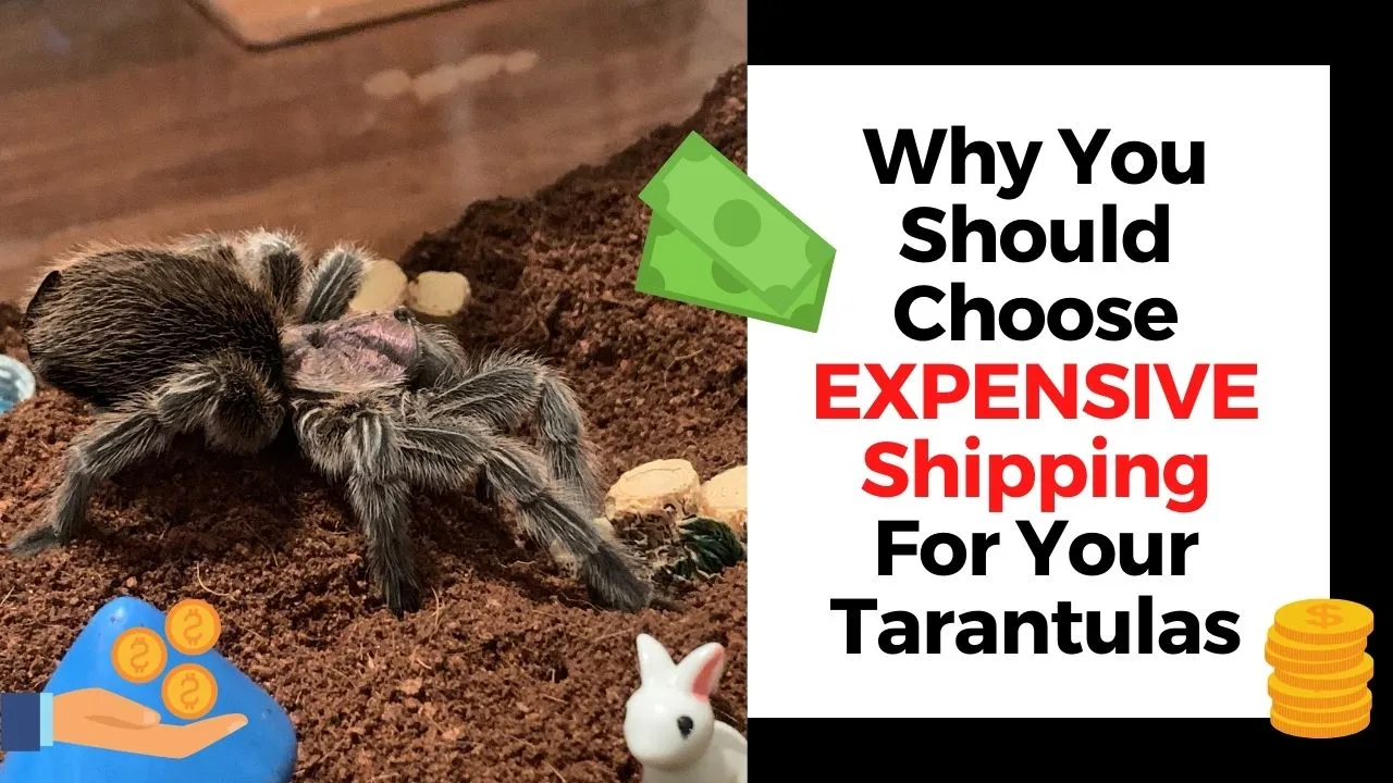 14980 expensive tarantulas image1