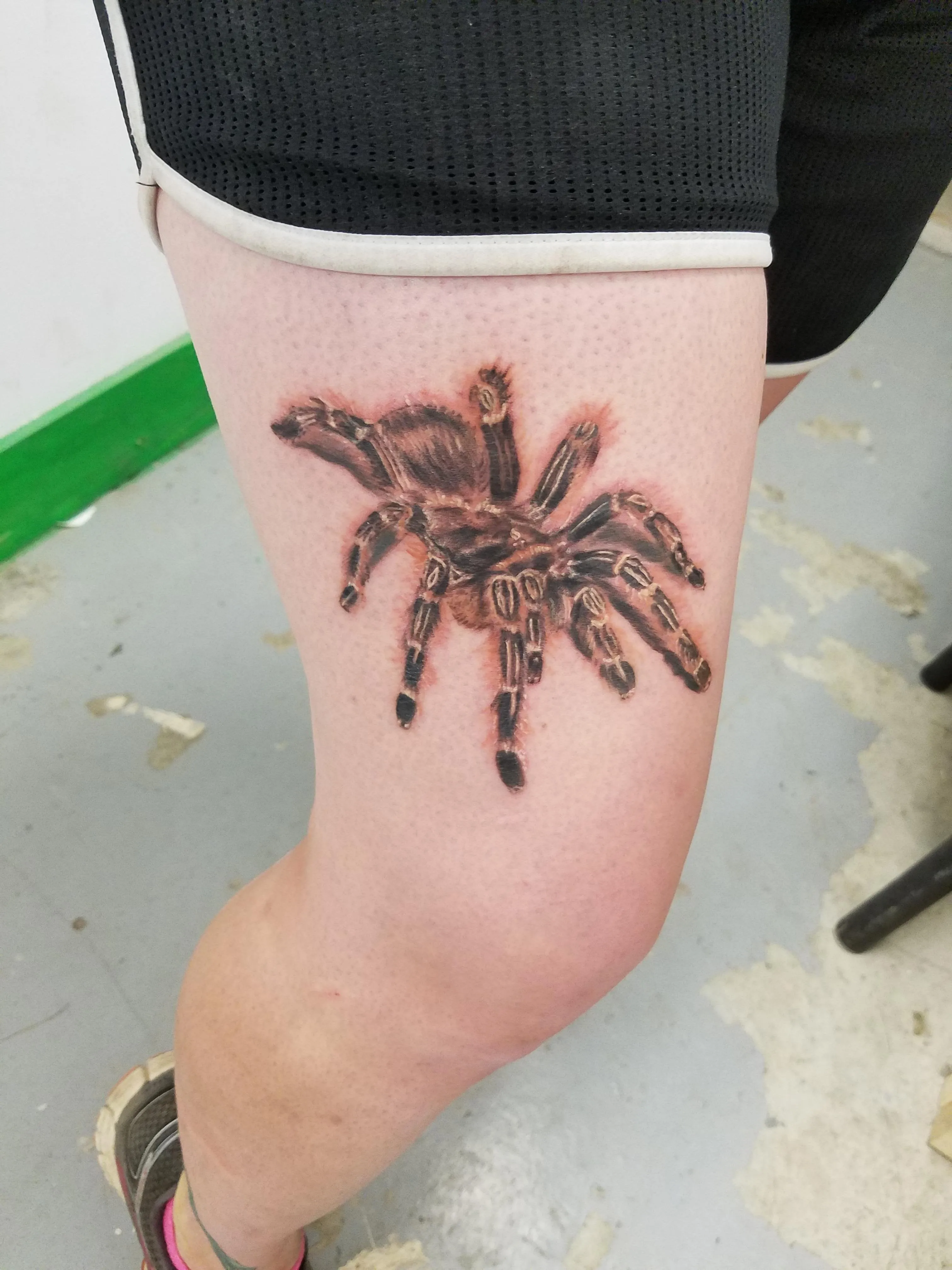 14980 expensive tarantulas image2