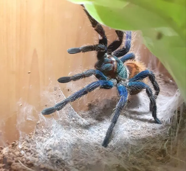 14980 expensive tarantulas image3