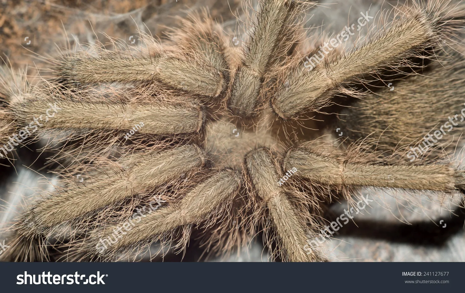14980 expensive tarantulas image4