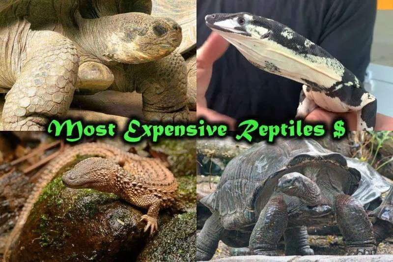 14980 expensive tarantulas image5