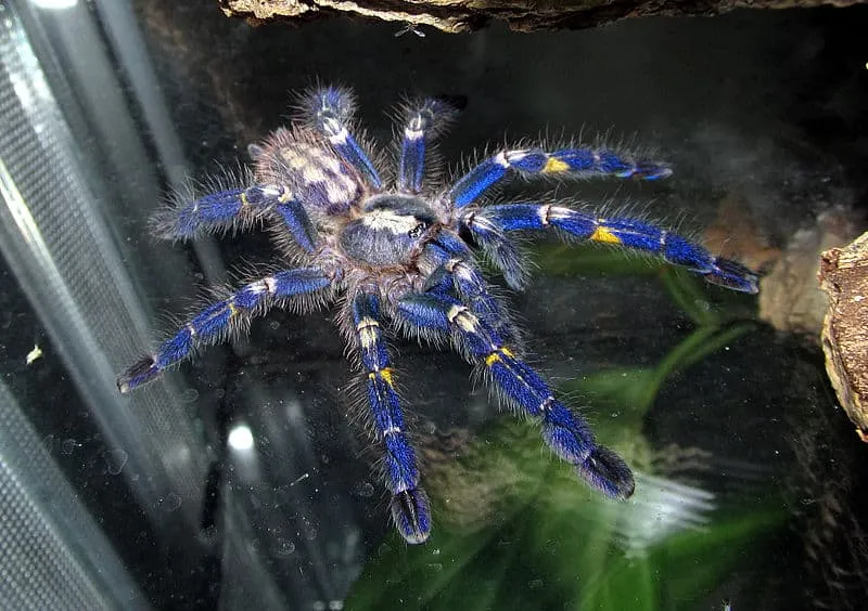 14980 expensive tarantulas image6