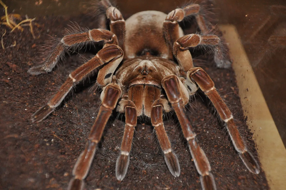 14981 goliath birdeater ambush