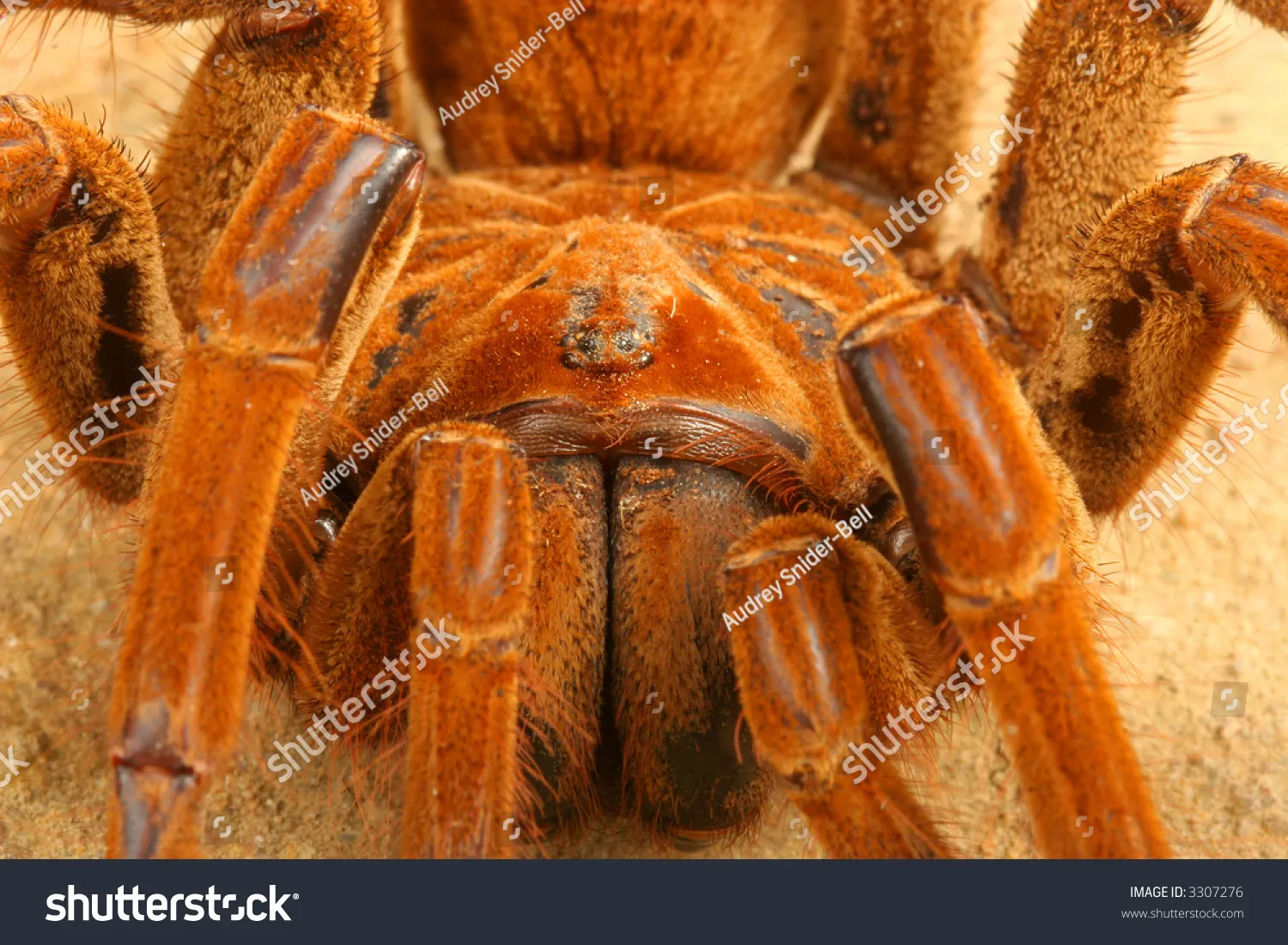 14981 goliath birdeater bite
