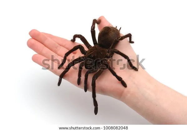 14981 goliath birdeater molting