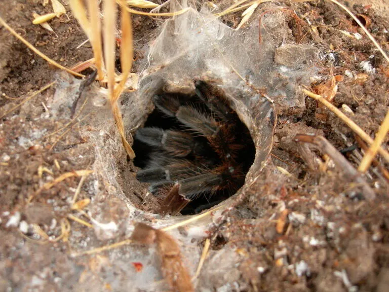 /img/14982-testia-tarantula-conservation.webp