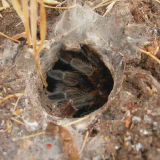 /img/14982-testia-tarantula-conservation.webp